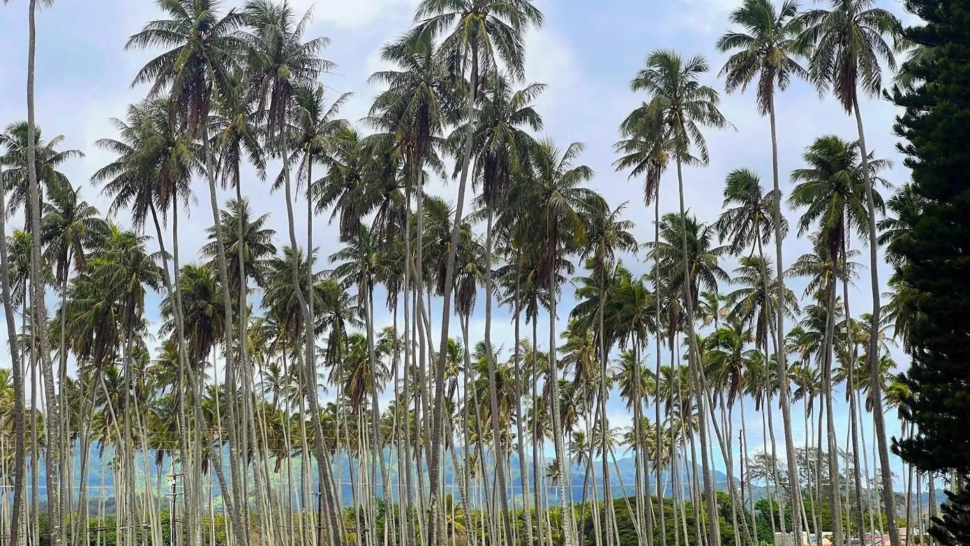 Islander On The Beach 323 Kapa'a